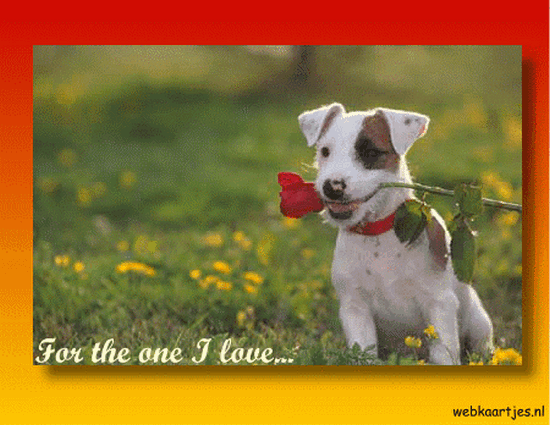 For the one I love