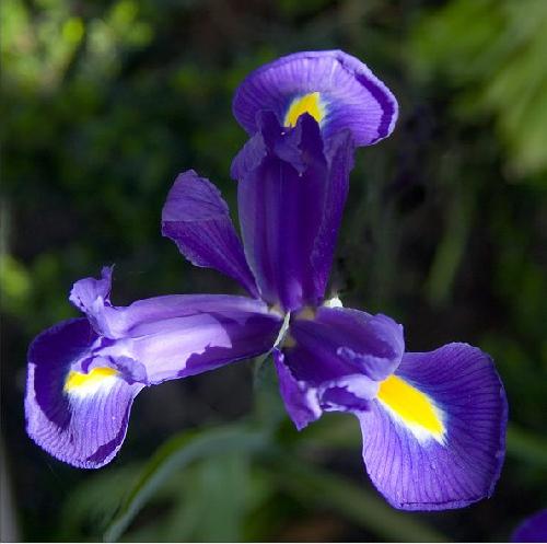 Bloem iris