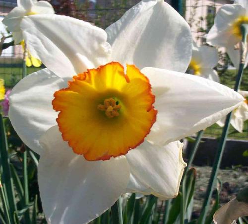 Bloem