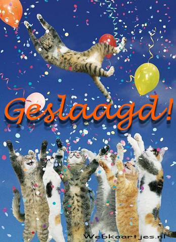 Katten party