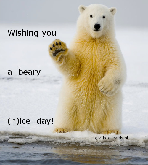Beary nice day