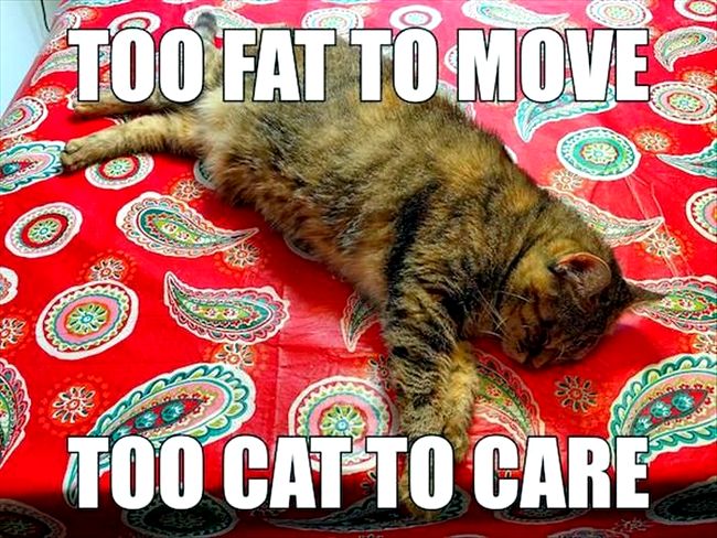 To fat to move, to cat to care