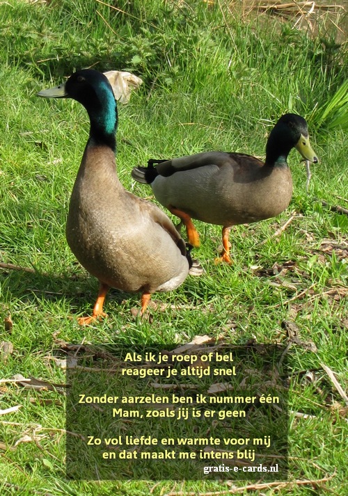 Mam, zoals jou is er geen