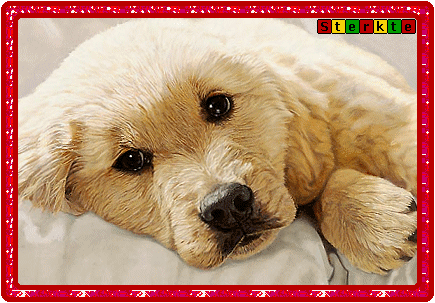Sterkte hond