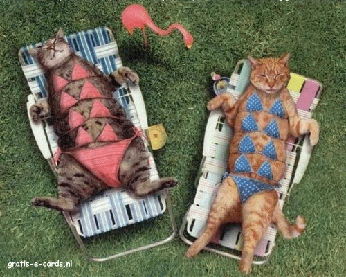 Katten in bikini