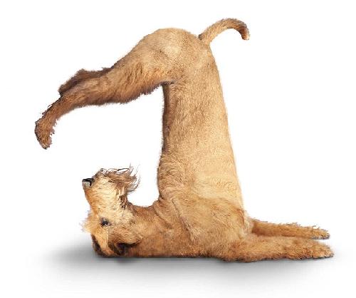 lenige hond