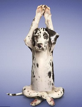 Hond doet aan yoga