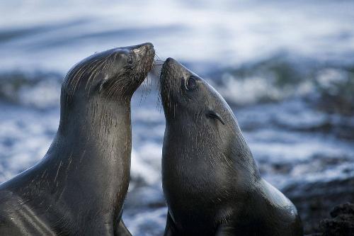 twee zeehondjes