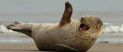 Zeehond zegt hallo