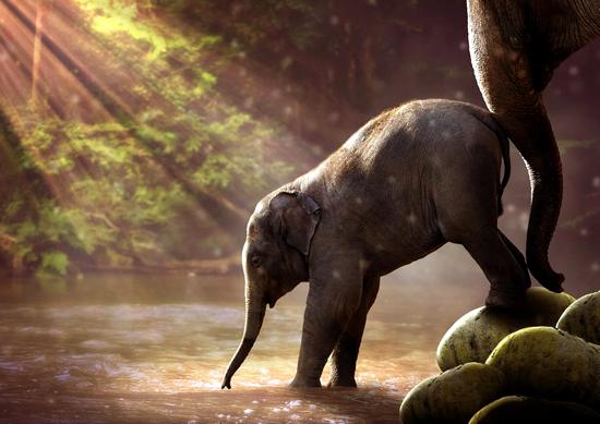 Baby olifant moet in bad